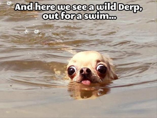 swimming dog
