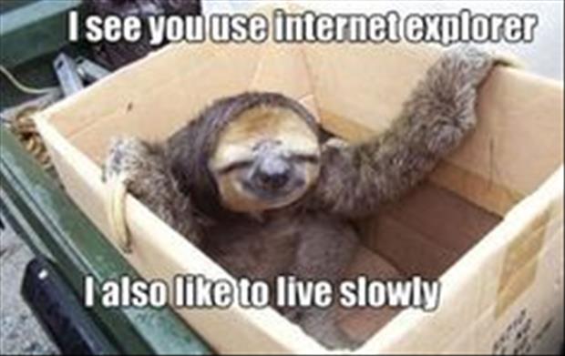 Slow life sloth