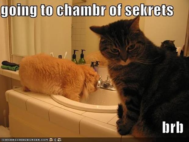 a funny cat is going to the chamber of secrets