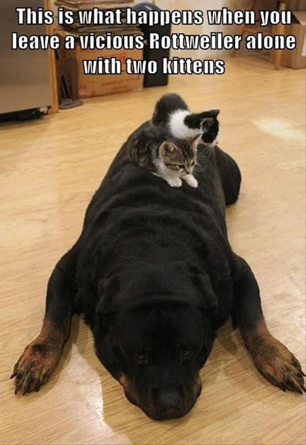 a funny dogs and cats