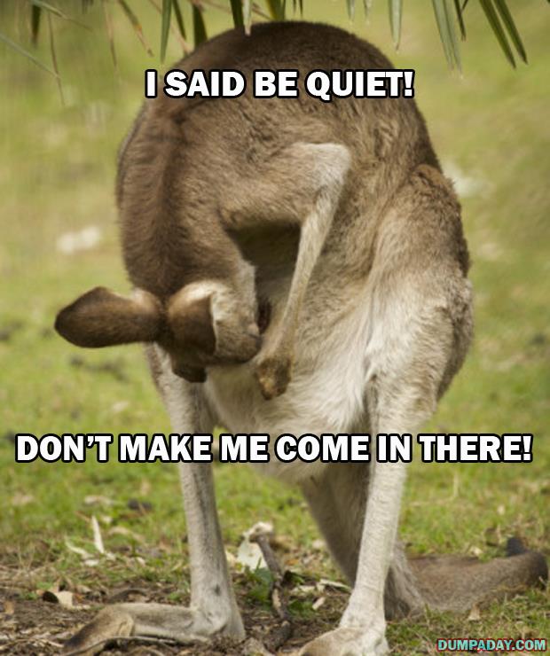 a-funny-kangaroo-keep-it-down-dont-make-
