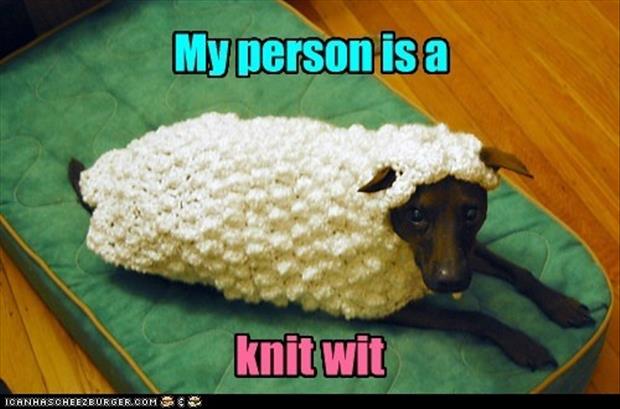 a my person is a knit wit funny dog clothes