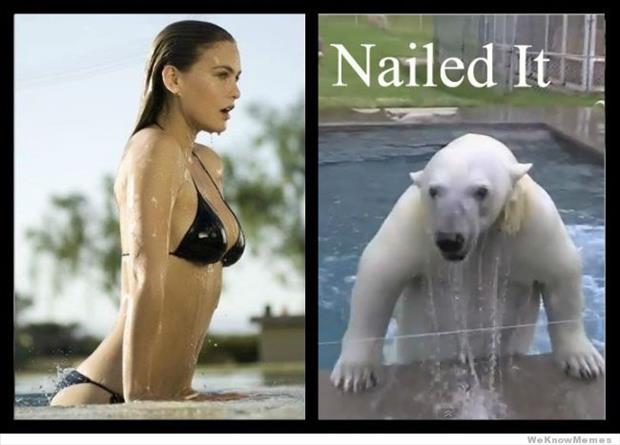 a nailed it polar bear
