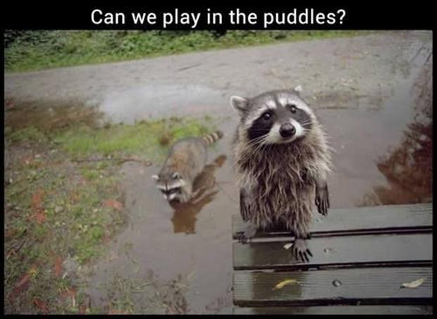 can we play in the puddles