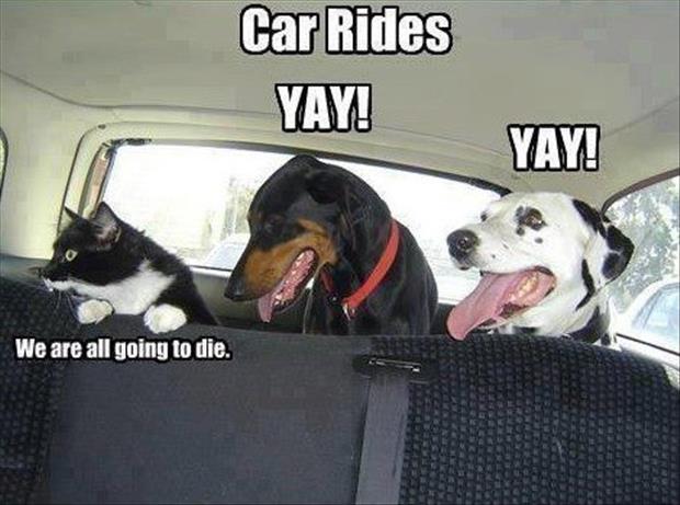 car rides