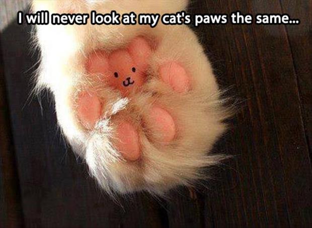 cat paws