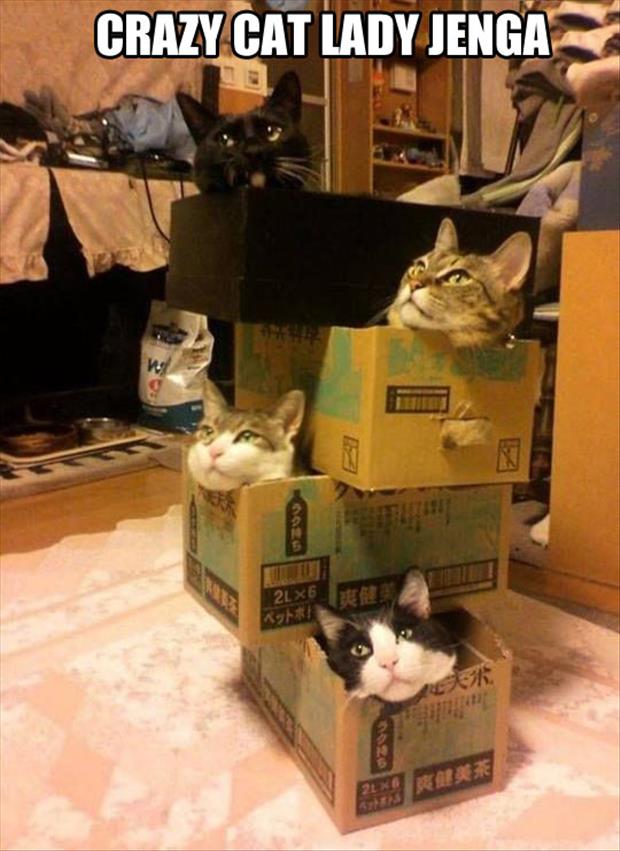 crazy cat lady jenga