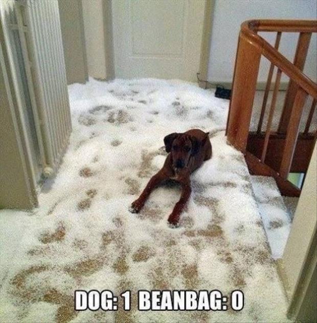 dog eats beanbag