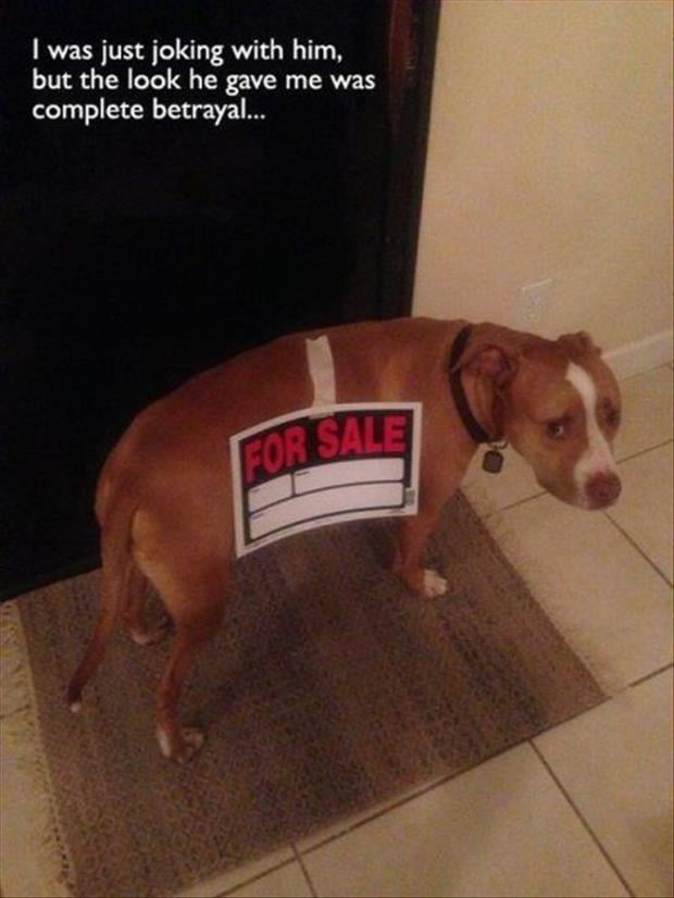 dog for sale