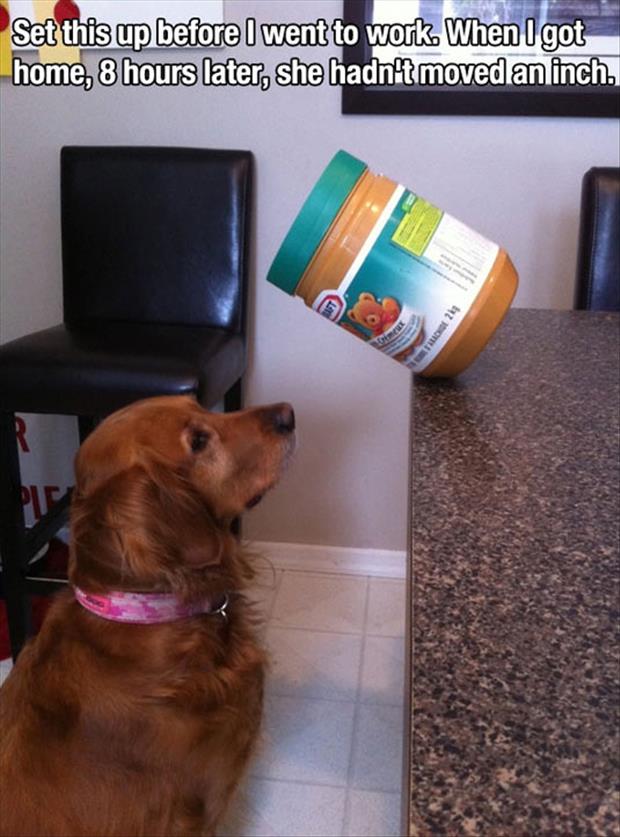 dog love peanut butter