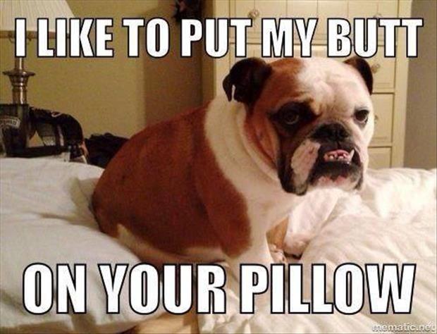 dog sitting on your pillow