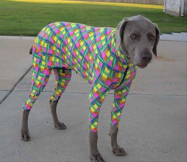 dogs of wal mart, dumpaday (3)