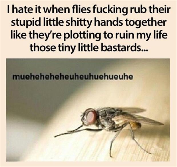 flies rubbing their hands together