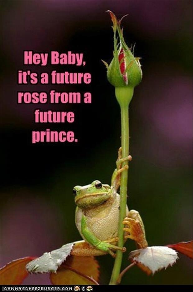 frog prince