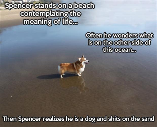 fun dog in the ocean