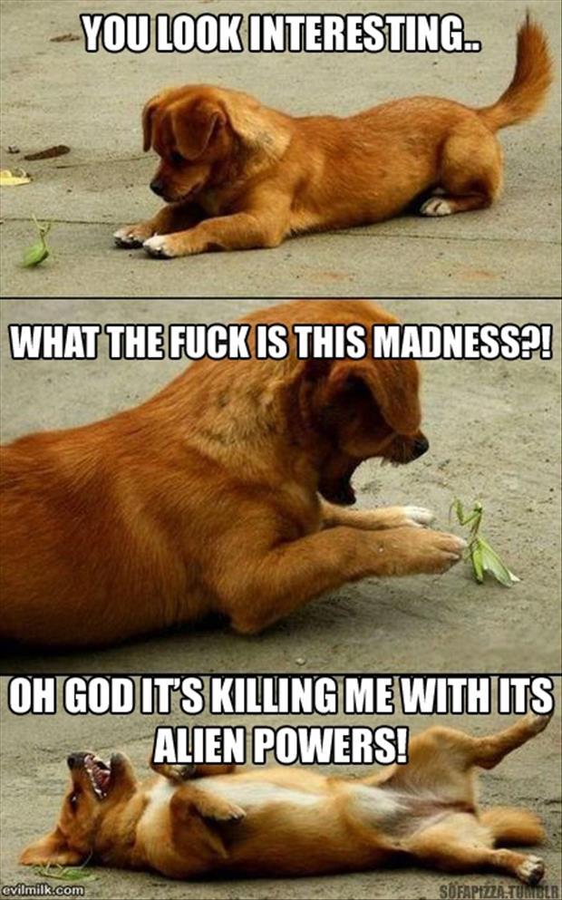 funny animal pictures (22)