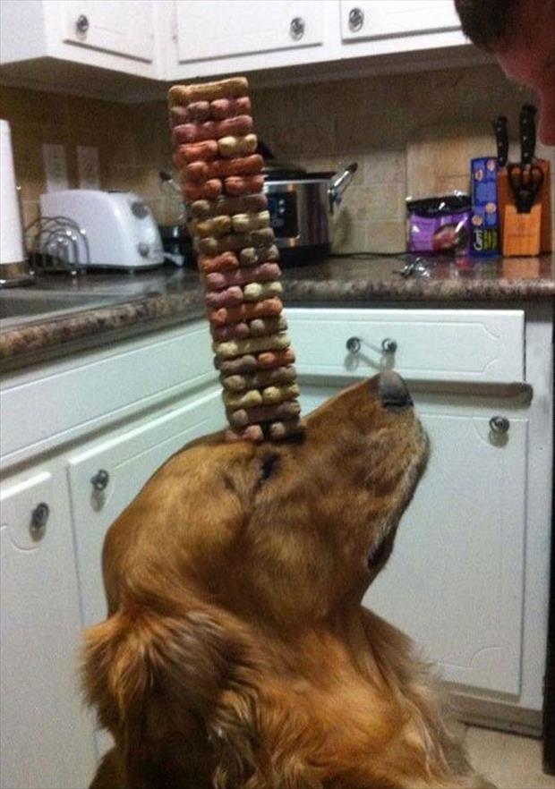 funny dog balancing milkbones