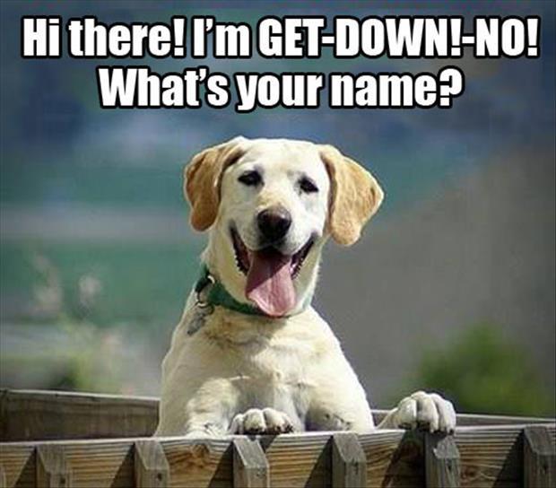 funny-dog-names.jpg