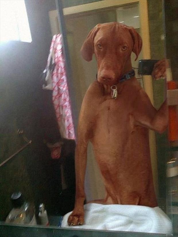 funny dog selfie