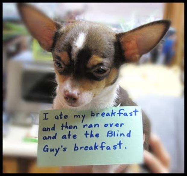 funny dog shaming pictures