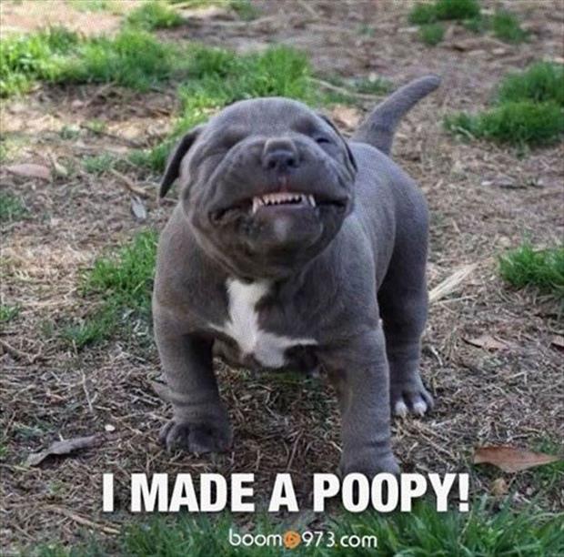 funny dog taking a dump