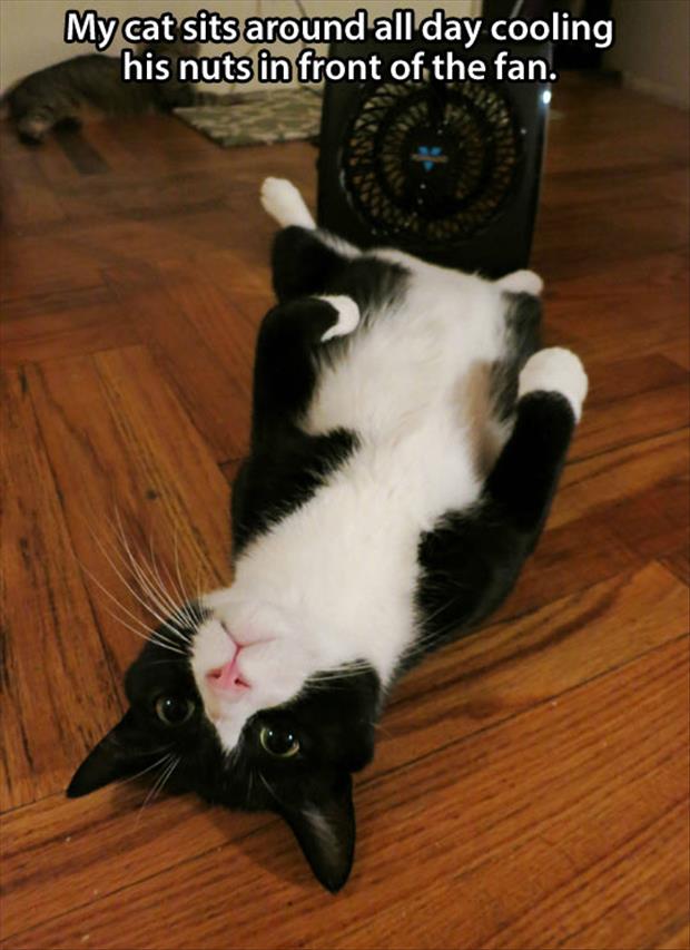 funny pictures cat in front of fan