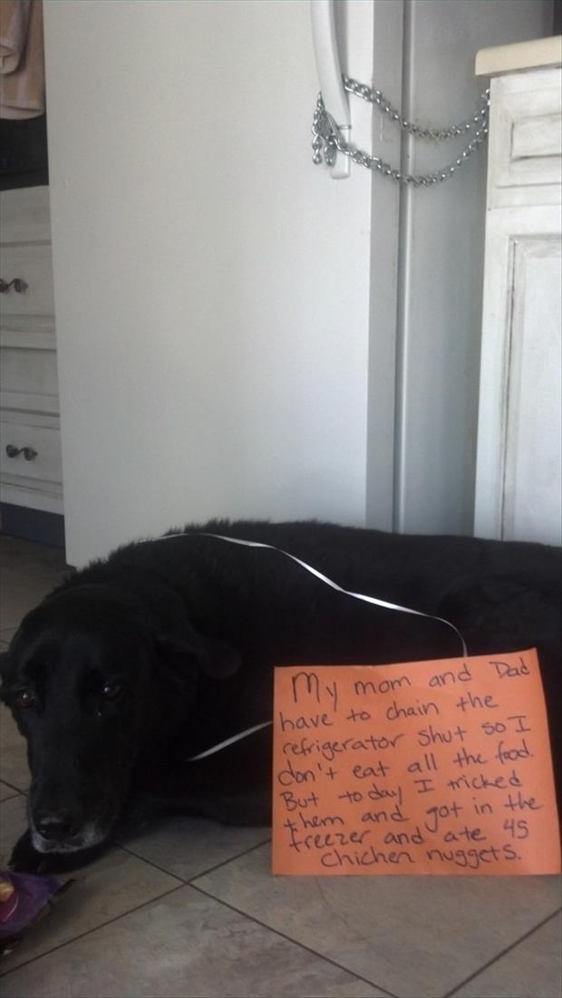 funny pictures dog shaming