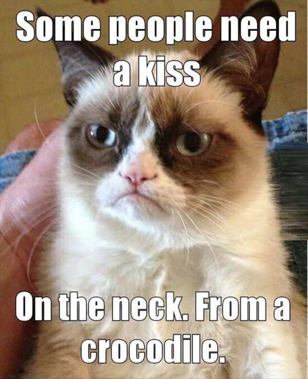 grumpy cat pictures