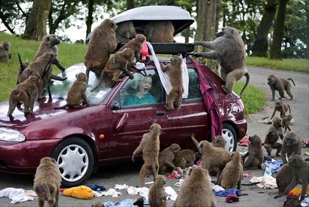 monkeys taking all your stuff