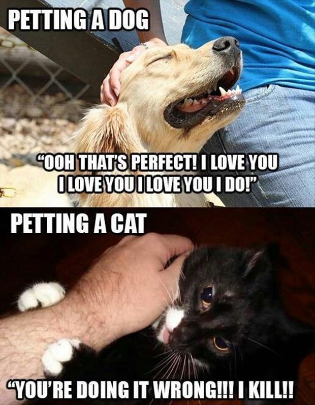 petting a dog vs petting a cat