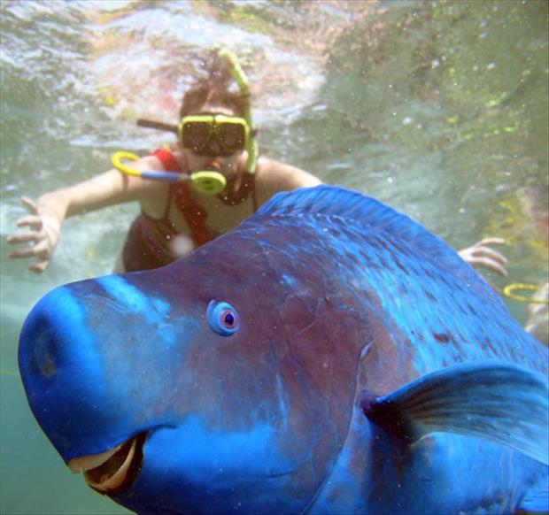 photobomb parot fish