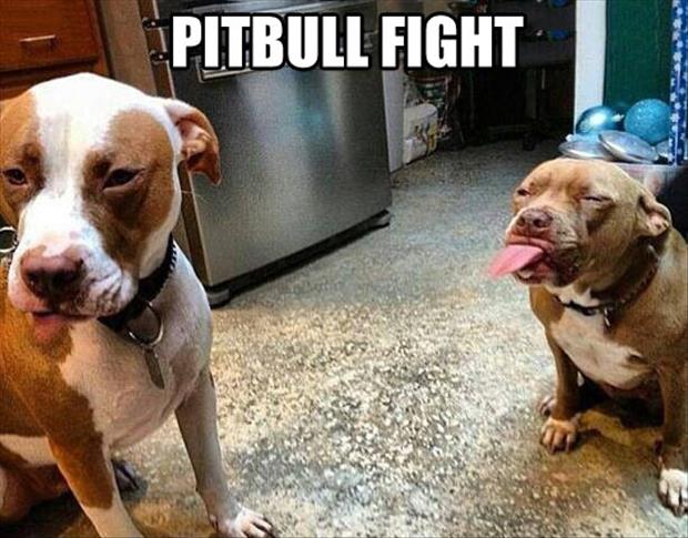 pittbul fight