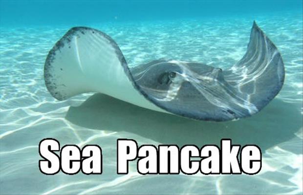 sea pancakes