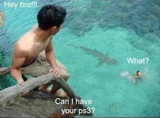 Funny Shark Pictures 75