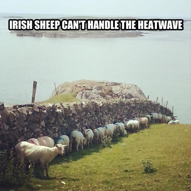 sheep can't handle the heat