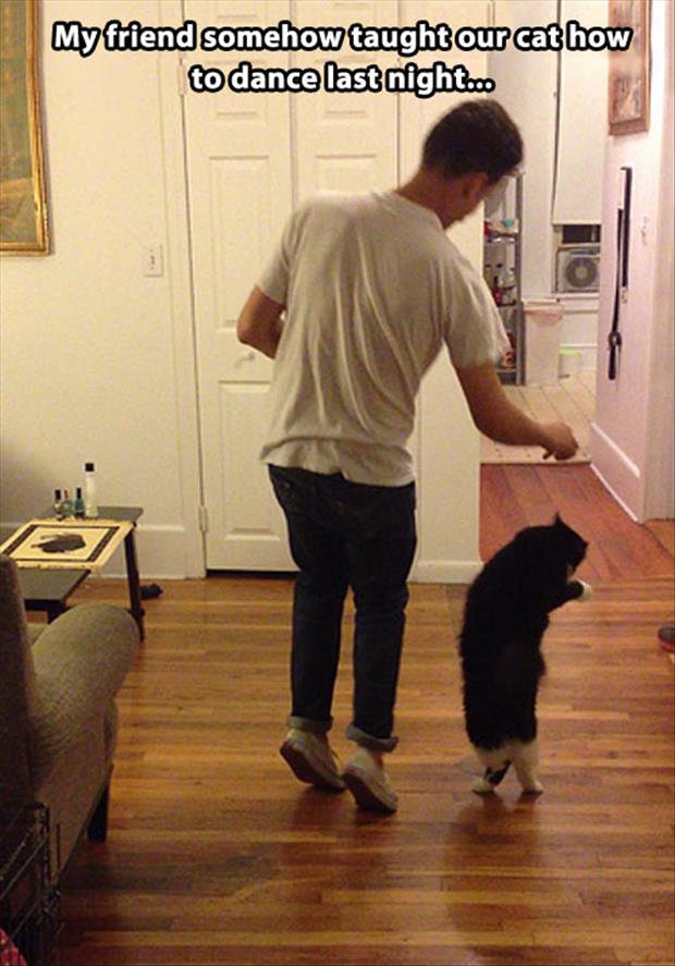 teach your cat how to dance