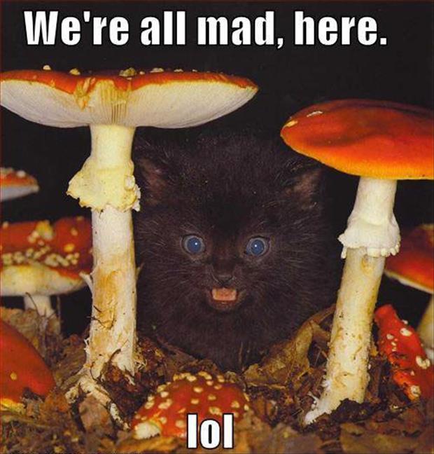 we're all mad here