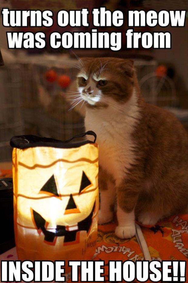 Halloween scary cat