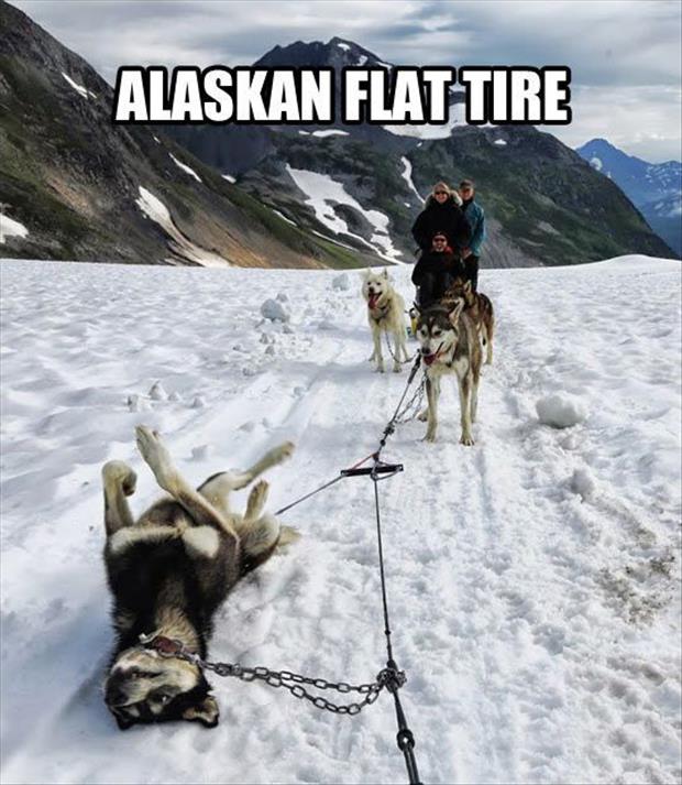 alaska flat tire funny dogs
