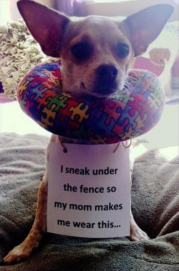 animal pictures with captions, dumpaday (19)