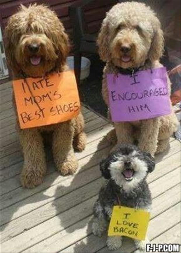 best dog shaming