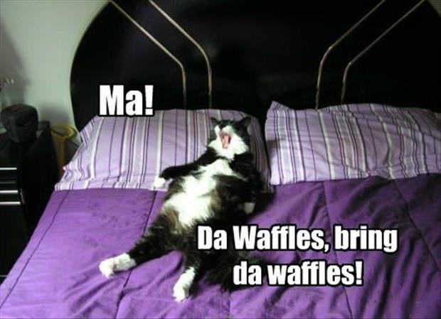 cat wants waffles