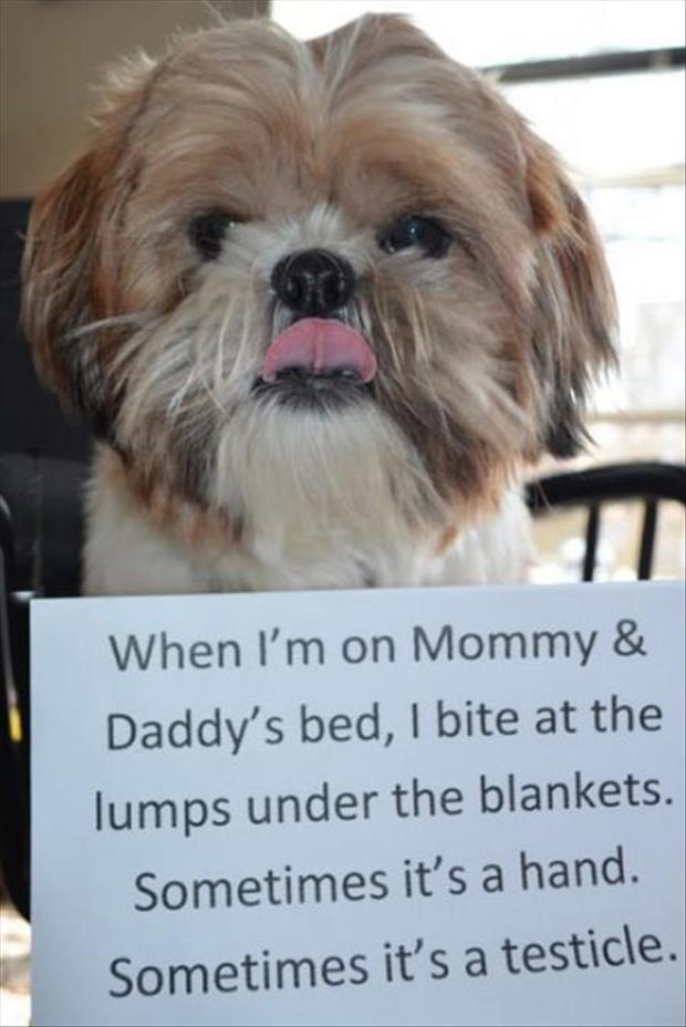 dog shaming funny pictures