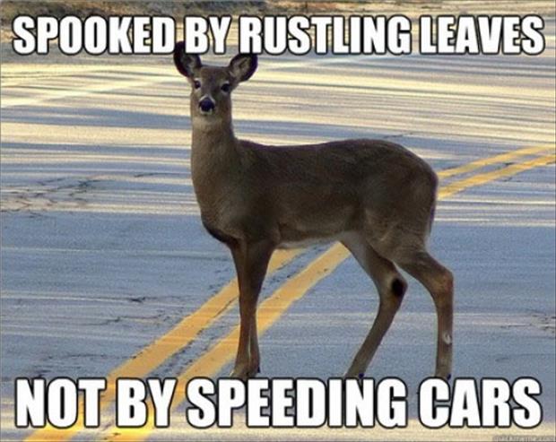 dumb deer