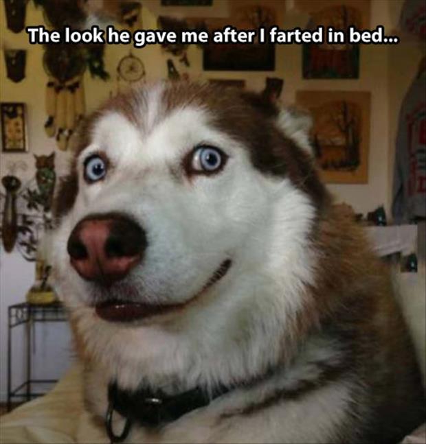 farted in bed