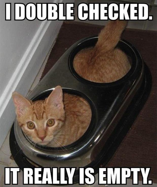 food bowl for a cat empty funny pictures