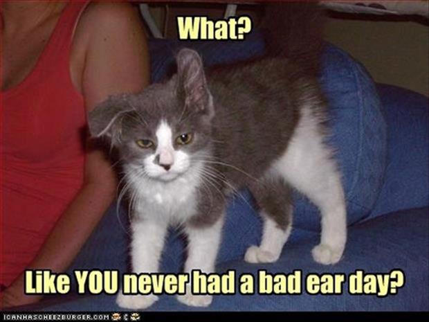 funny animal pictures (1)