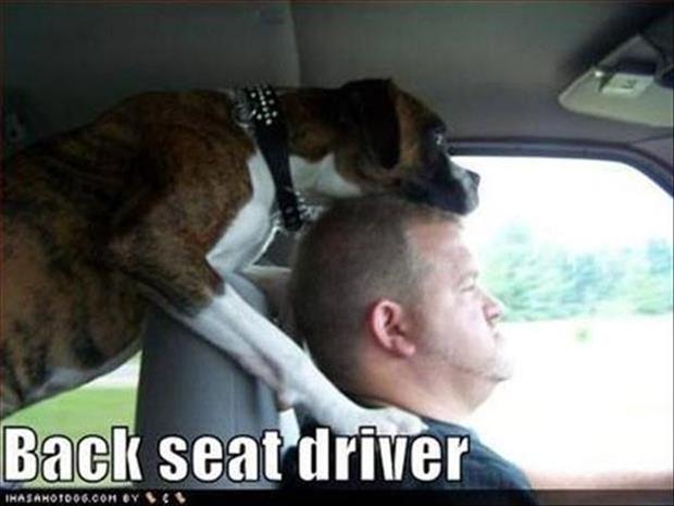 funny back seat drivers