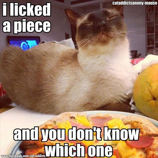 funny cat licked your food