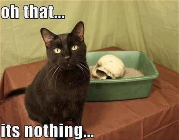 funny cat litter box